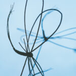 Impressionen Märkte Kunsthandwerk Odenwald