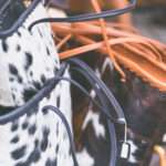 Impressionen Märkte Kunsthandwerk Odenwald